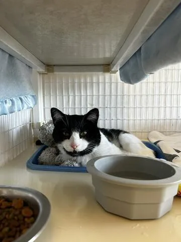 An adult medium-sized male Black & White / Tuxedo Domestic Short Hair cat named Jonathan Edwards for adoption in Chambersburg, PA