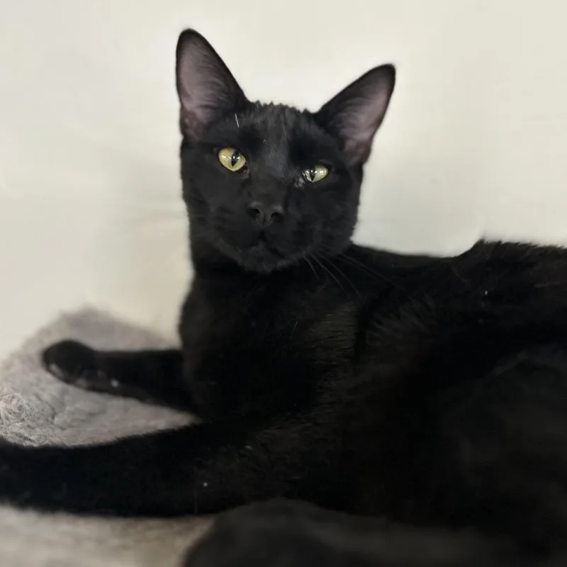 A young medium-sized male Black Domestic Short Hair cat named Franklin for adoption in Blackfoot, ID