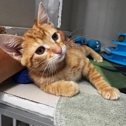 A baby small-sized male Tabby (Orange / Red) Domestic Short Hair cat named Fish for adoption in Hutchinson, MN