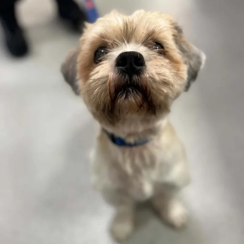 An adult small-sized male Yellow / Tan / Blond / Fawn Mixed Breed dog named Teddy for adoption in Hampton Bays, NY