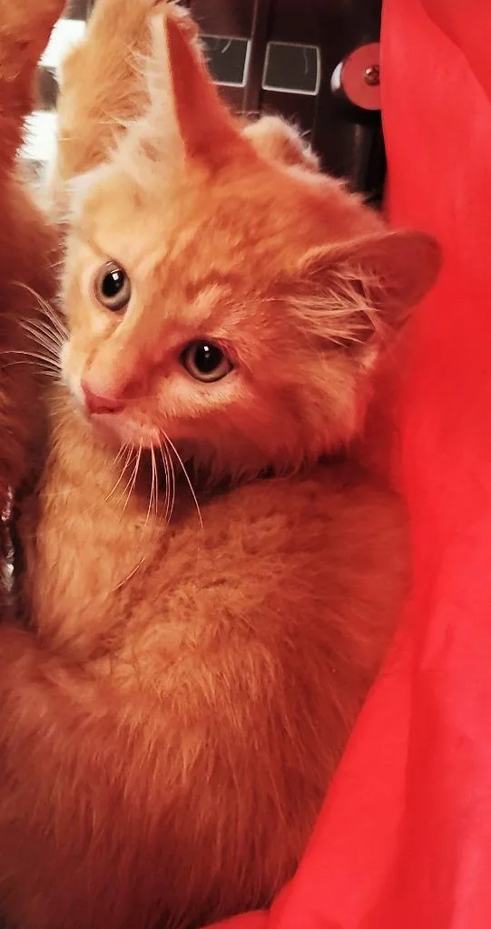 A baby small-sized male Domestic Short Hair cat named Rasta for adoption in Clarksville, TN