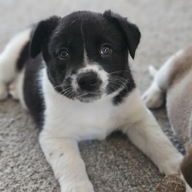A young medium-sized female Australian Cattle Dog / Blue Heeler dog named Meeny for adoption in Fargo, ND