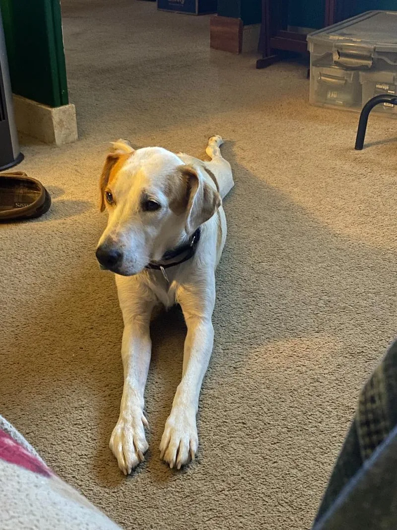 Peanutbutter thumbnail 2