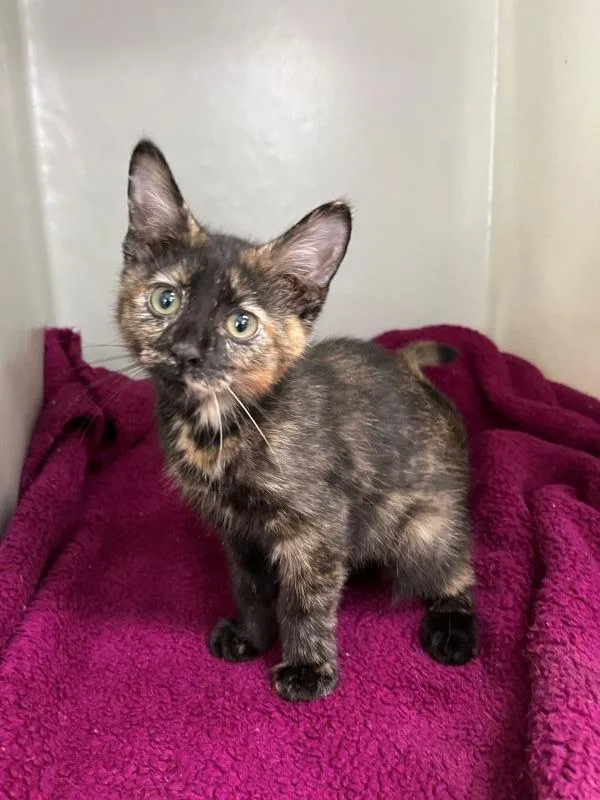A baby medium-sized female Domestic Short Hair cat named Agatha for adoption in Genoa, IL