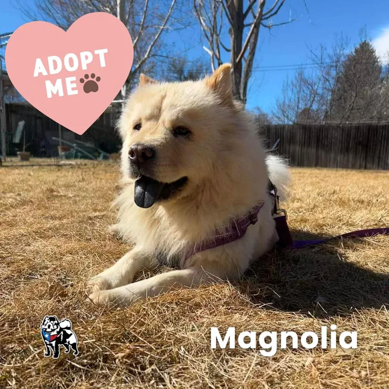 Magnolia thumbnail 2