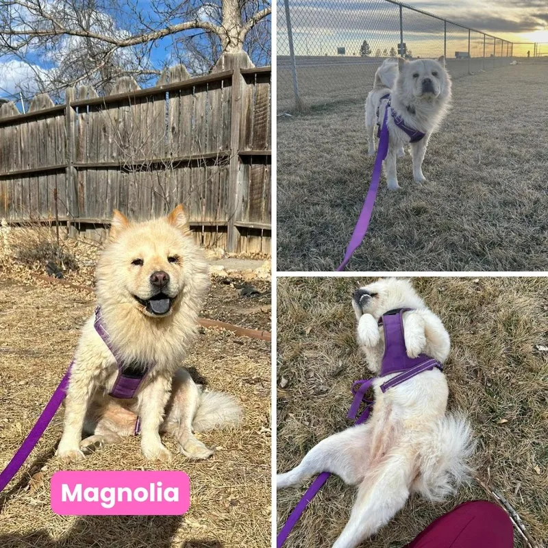 Magnolia thumbnail 3