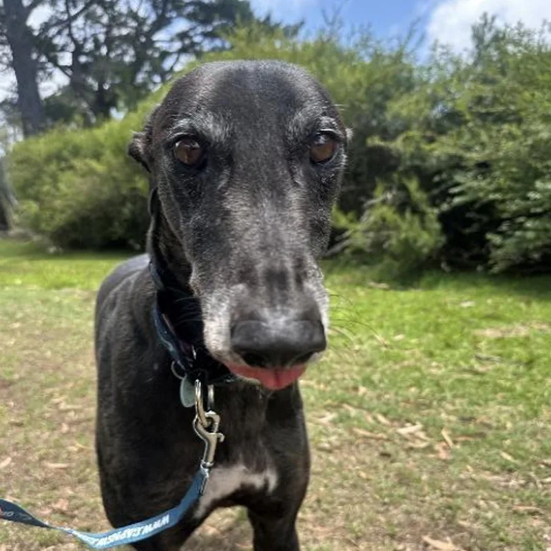 An adult large-sized male Black Greyhound dog named Benny for adoption in Orange, CT