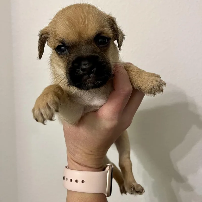 A baby small-sized female Shih Tzu dog named Zoey for adoption in Brownsville, TX
