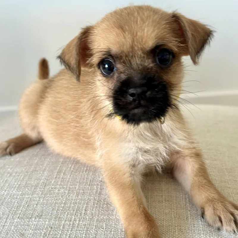 Zoey thumbnail 3