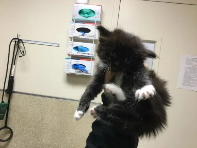 A baby small-sized female Domestic Short Hair cat named Nokia for adoption in Riverside, CA