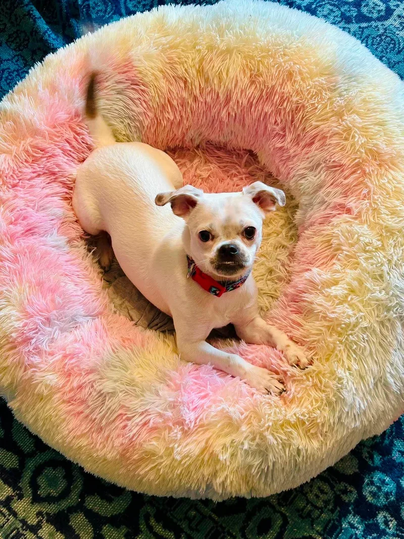 A young small-sized female White / Cream Pug dog named Dova for adoption in Overland Park, KS
