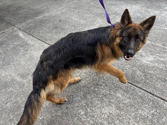 A young large-sized male German Shepherd Dog dog named Earl for adoption in Fairfield, CA
