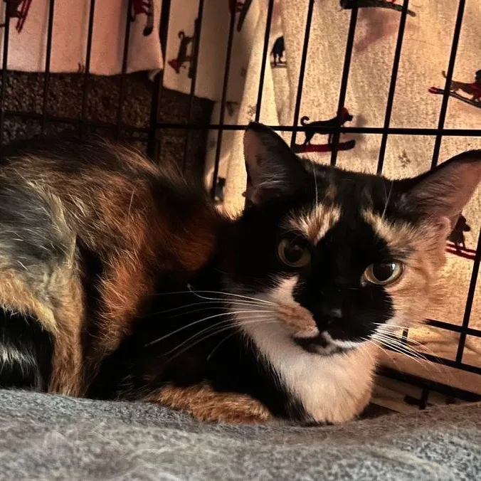 A young medium-sized female Domestic Short Hair cat named Taffy for adoption in East Hartford , CT