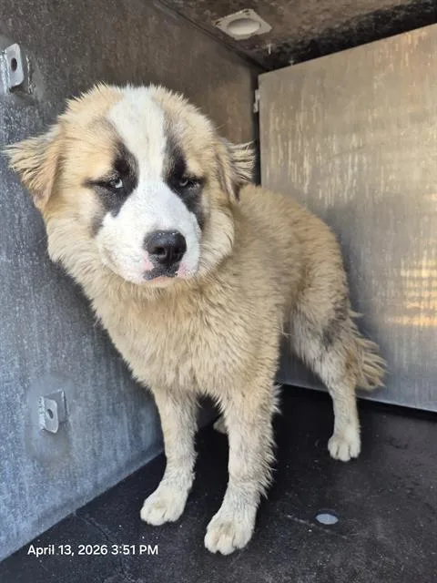 A young medium-sized female Husky dog named Hannah for adoption in San Antonio, TX