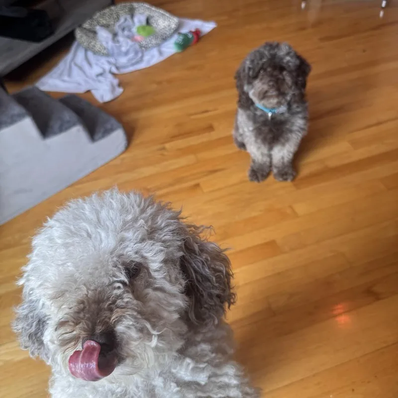 An adult small-sized female Brown / Chocolate Poodle (Toy) dog named Harley for adoption in Skokie, IL