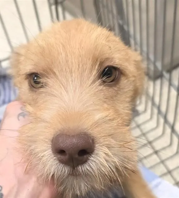 A baby small-sized female German Shepherd Dog dog named Mousse for adoption in Conroe, TX