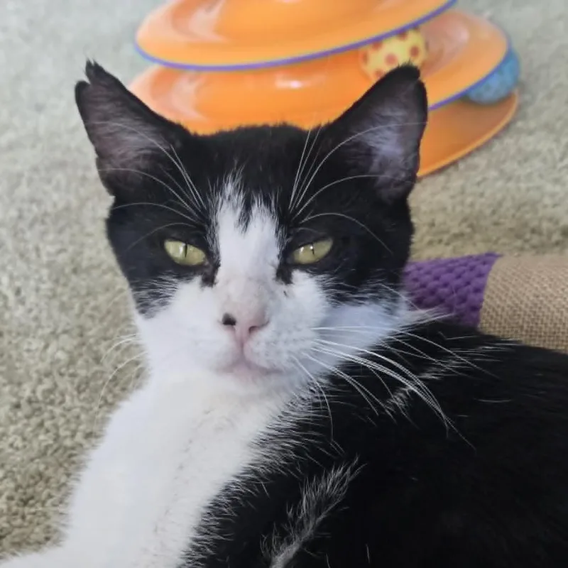 An adult medium-sized female Domestic Short Hair cat named Magnolia for adoption in West Olive, MI