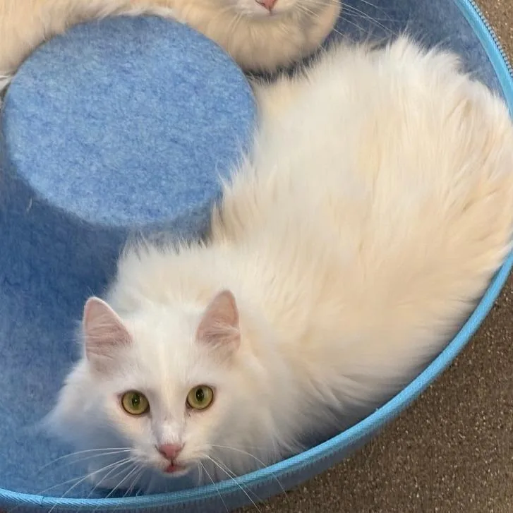 An adult large-sized male White Turkish Angora cat named Luna for adoption in Hailey, ID