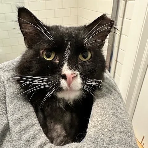 An adult small-sized male Black Domestic Long Hair cat named Fitzwilliam for adoption in Washington, DC