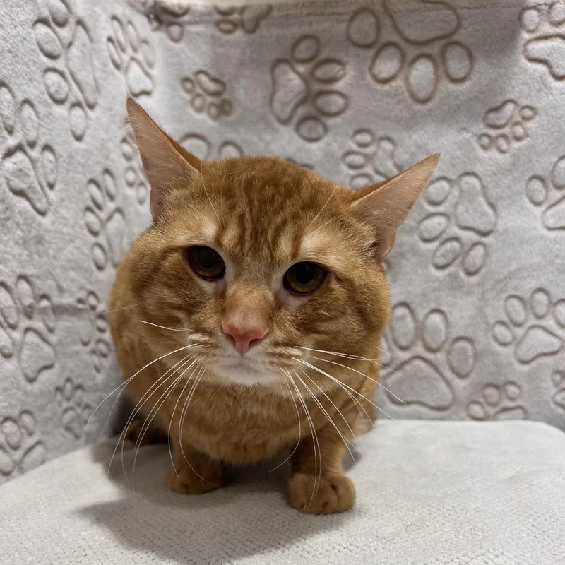 An adult large-sized male Orange / Red Domestic Short Hair cat named Sonny for adoption in Tampa, FL