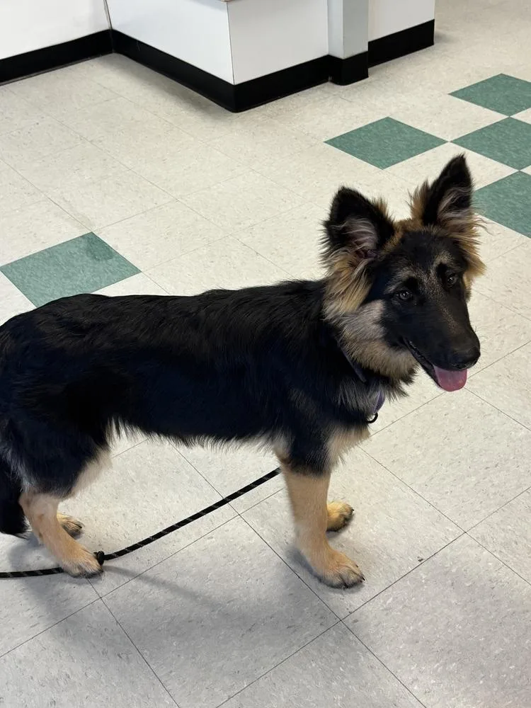 A baby medium-sized female Brown / Chocolate German Shepherd Dog dog named Everly for adoption in Sealy, TX