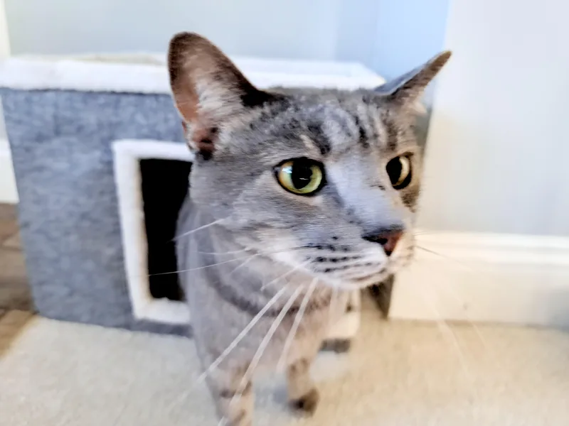An adult medium-sized female Domestic Short Hair cat named Aries for adoption in Wilmington, NC