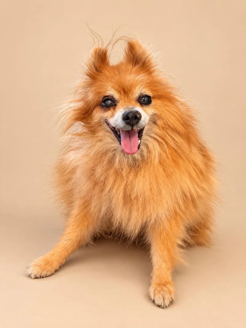 A senior small-sized male Pomeranian dog named Mister Fox for adoption in Rancho Palos Verdes, CA