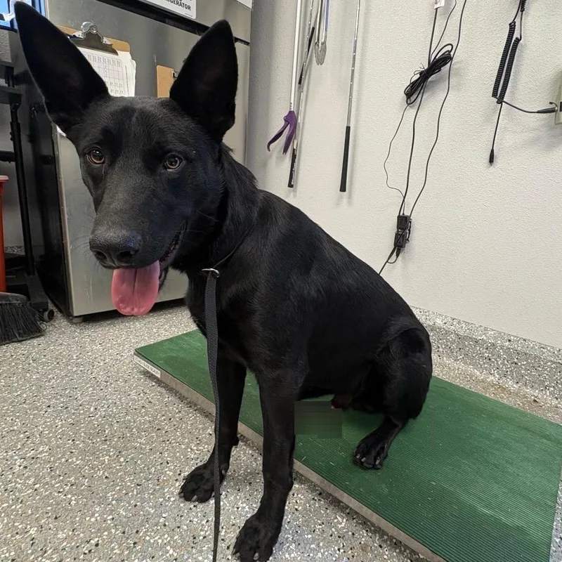 An adult large-sized male Black German Shepherd Dog dog named Fenrir for adoption in San Gabriel, CA
