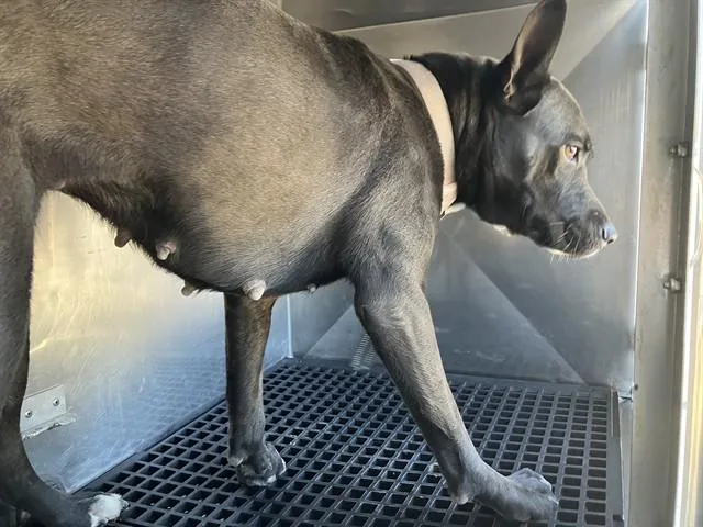 A young large-sized female Mixed Breed dog named Demi for adoption in Dallas, TX