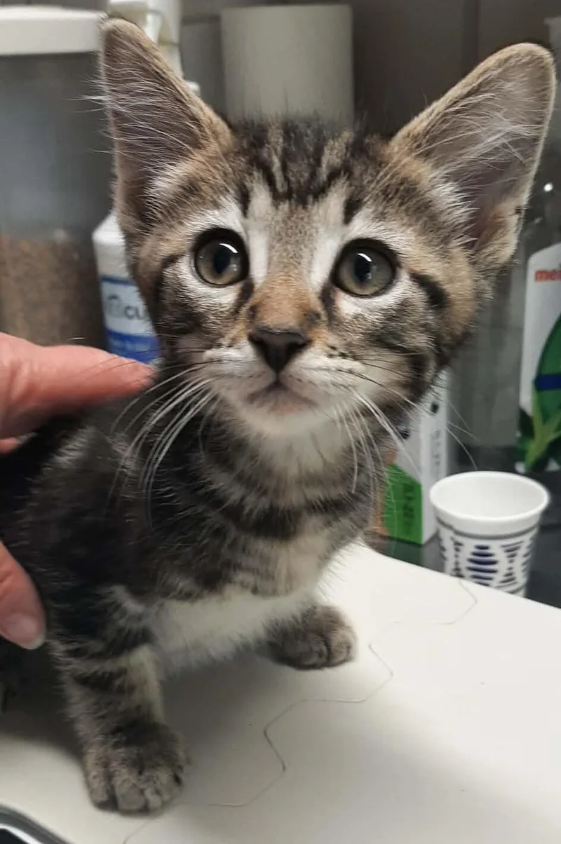 A baby medium-sized male Tabby (Brown / Chocolate) Domestic Short Hair cat named Sheriff Of Nottingham for adoption in Georgetown, OH