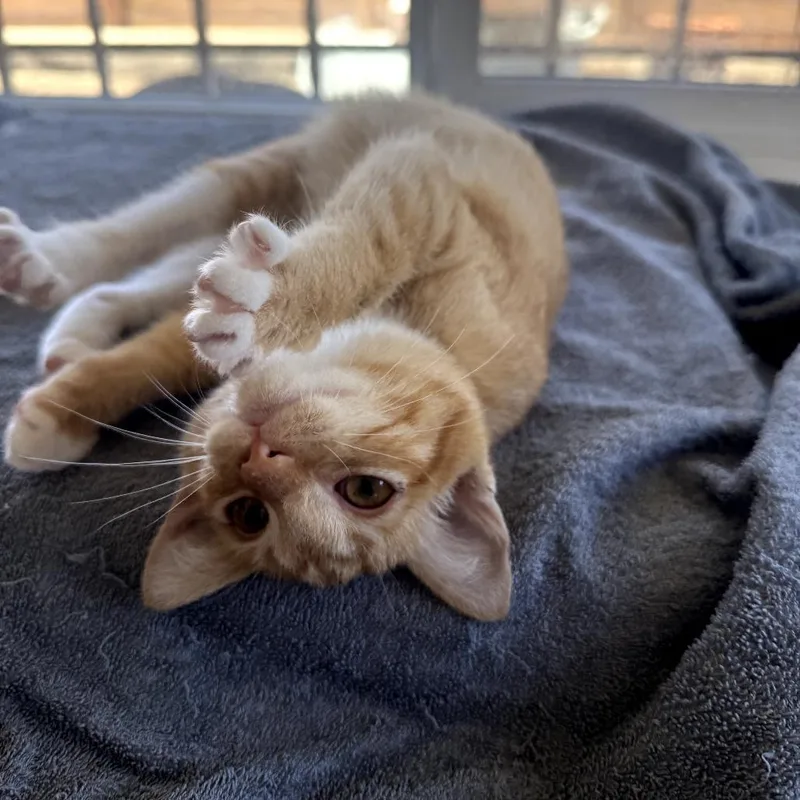A young small-sized female Orange / Red Domestic Short Hair cat named Swan for adoption in Brea, CA
