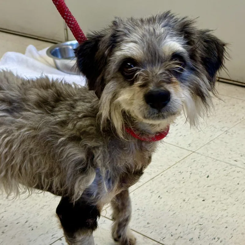 An adult small-sized male Gray / Blue / Silver Schnauzer dog named Scotty for adoption in Fresno, CA