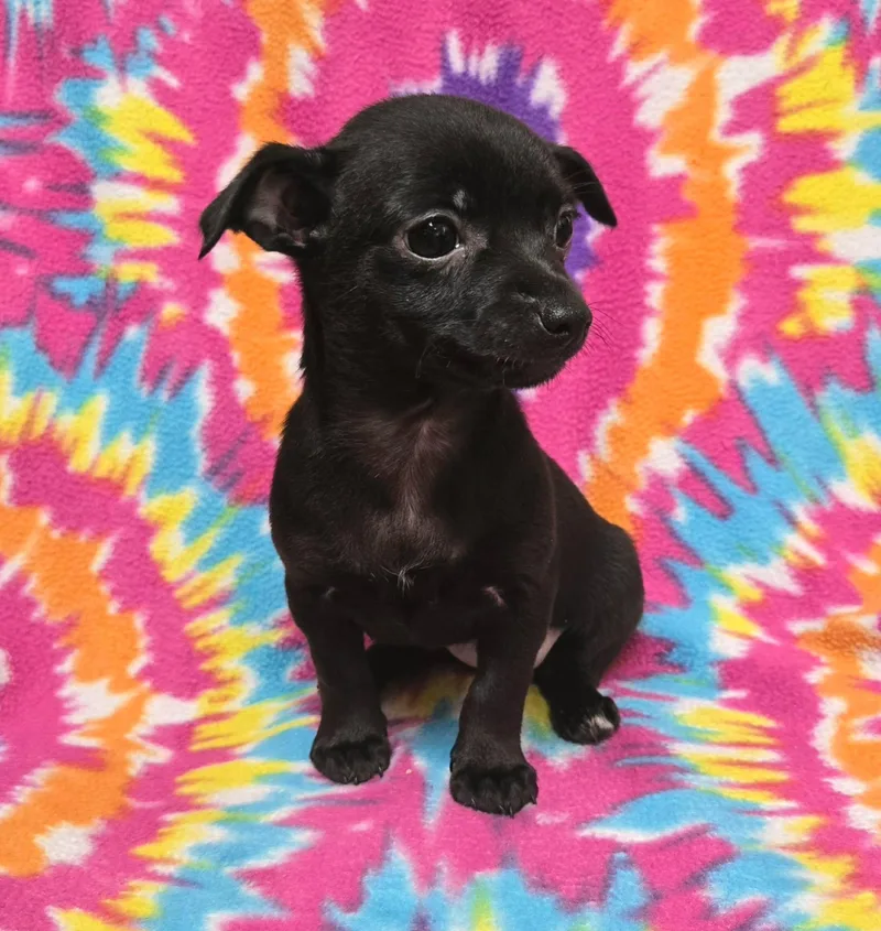 A baby small-sized female Black Chihuahua dog named Berry "pie" for adoption in Anderson, SC