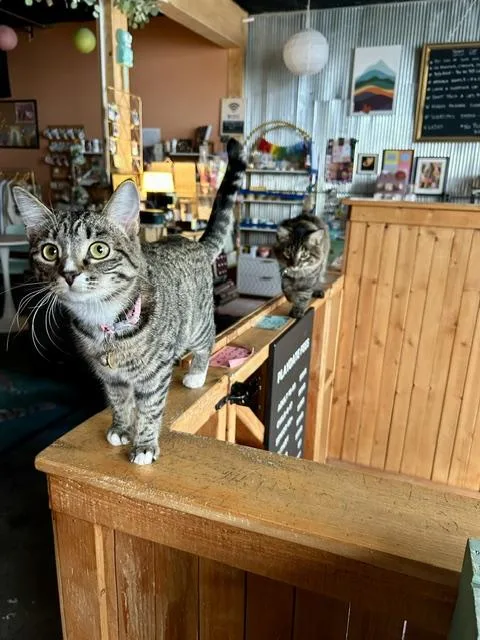 A young medium-sized male Domestic Short Hair cat named Sofia And Tino for adoption in Denver, CO