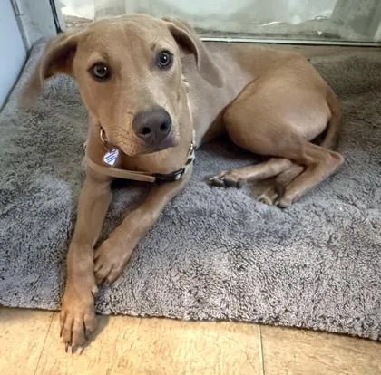 A young medium-sized male Mixed Breed dog named Angelo for adoption in Washington, DC