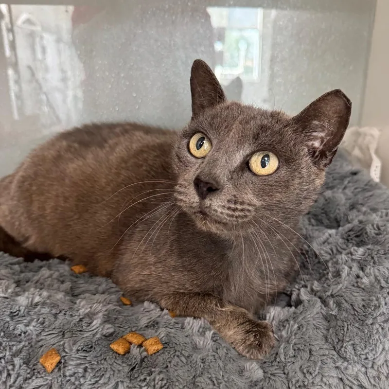 Rhiannon thumbnail 2