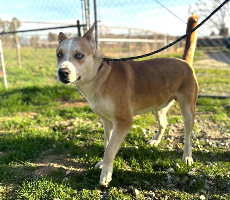 An adult medium-sized male Golden Husky dog named Misto for adoption in Ventura, CA