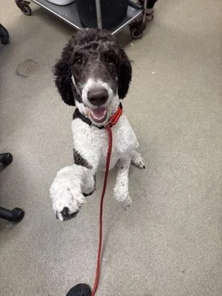 A young large-sized female Standard Poodle dog named Sophie for adoption in Palm Coast, FL