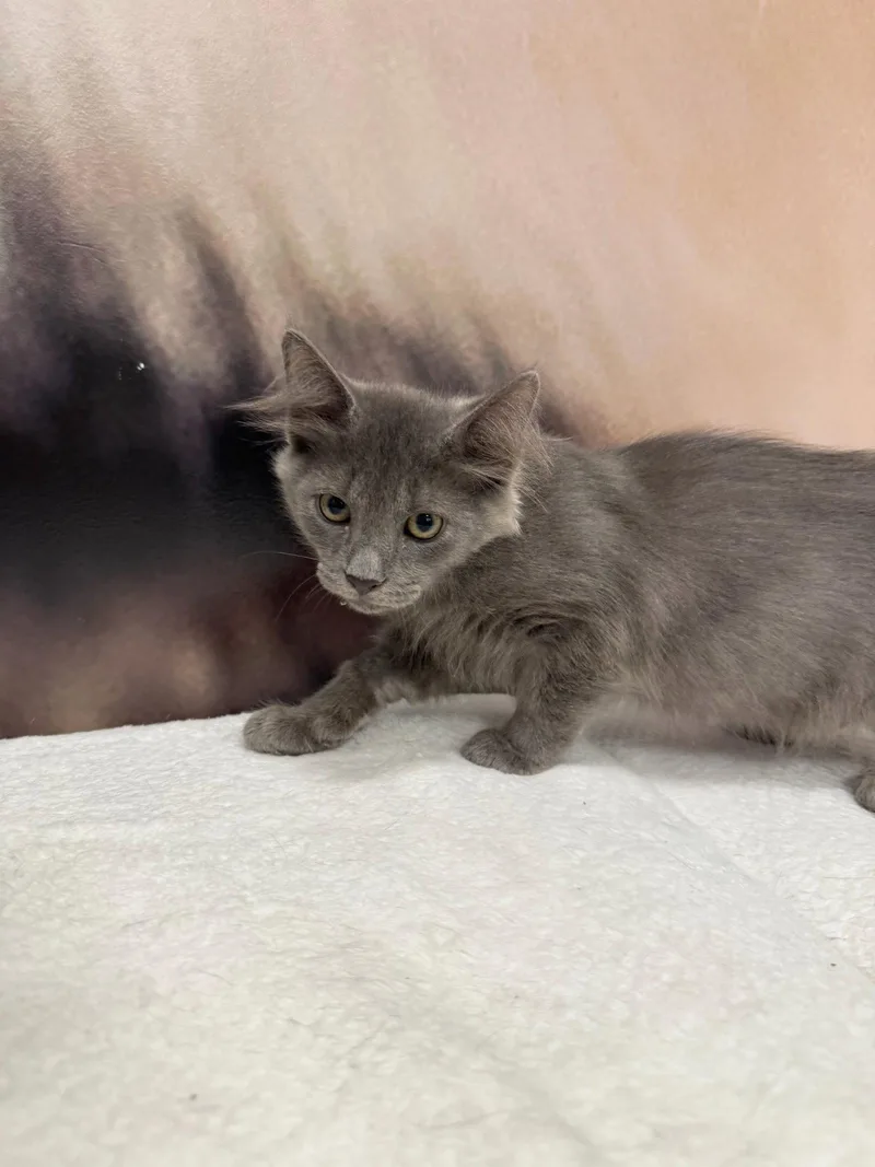 A baby medium-sized male Gray / Blue / Silver Domestic Medium Hair cat named Brave for adoption in St. Cloud, FL