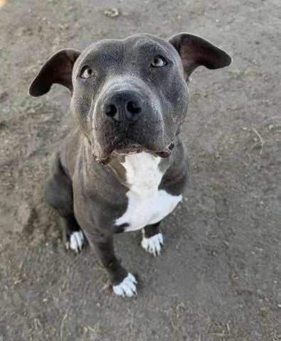 An adult large-sized female Pit Bull Terrier dog named Indi for adoption in Bakersfield, CA