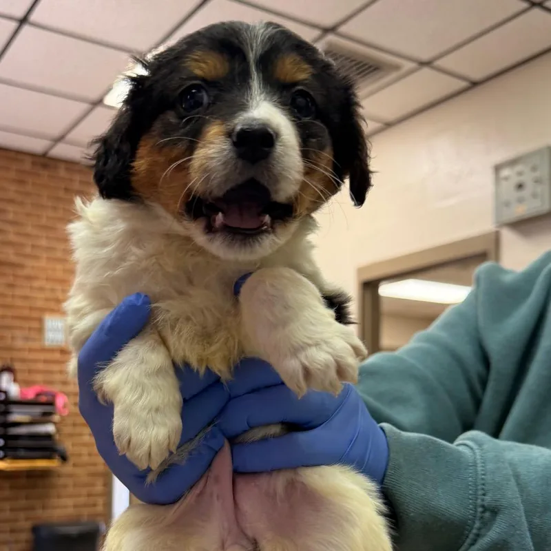 A baby small-sized female White / Cream Terrier dog named Jacie for adoption in Birmingham, AL