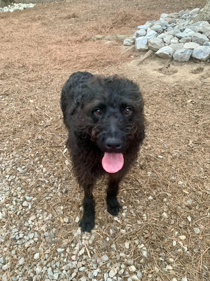 A young large-sized male Poodle dog named Bear for adoption in Richmond, VA
