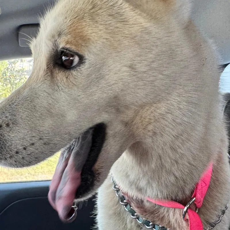 A young medium-sized female White / Cream Husky dog named Meela for adoption in Galveston, TX