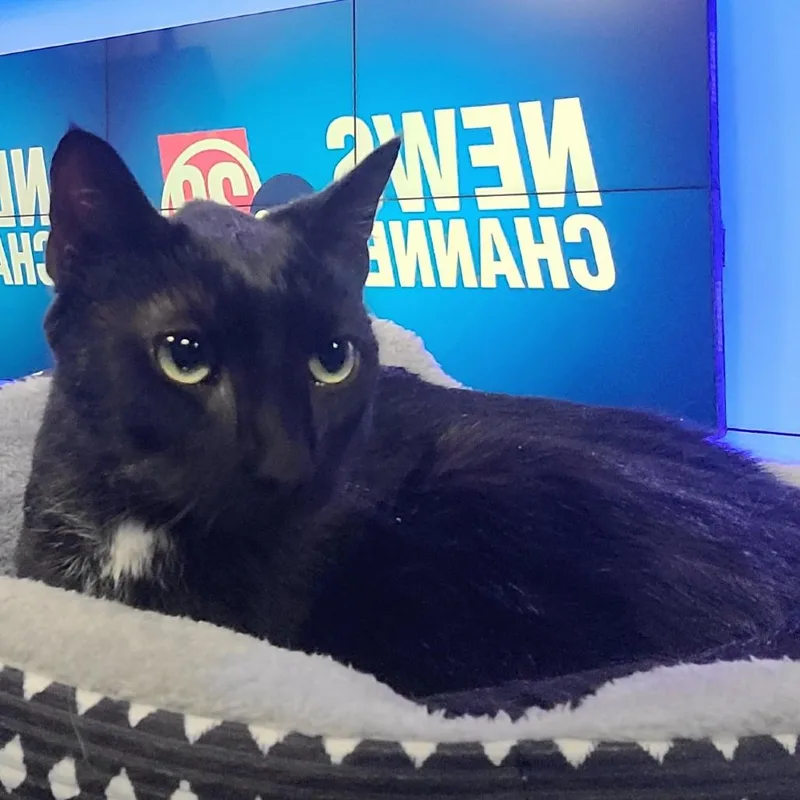 An adult large-sized male Black Domestic Short Hair cat named Elvis for adoption in Springfield, IL