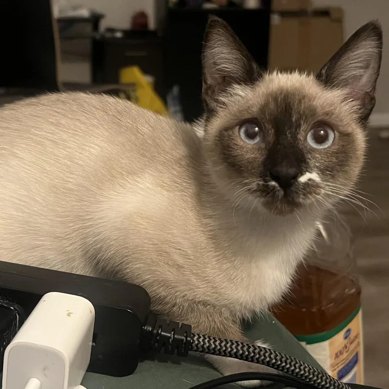 Thumbelina thumbnail 2