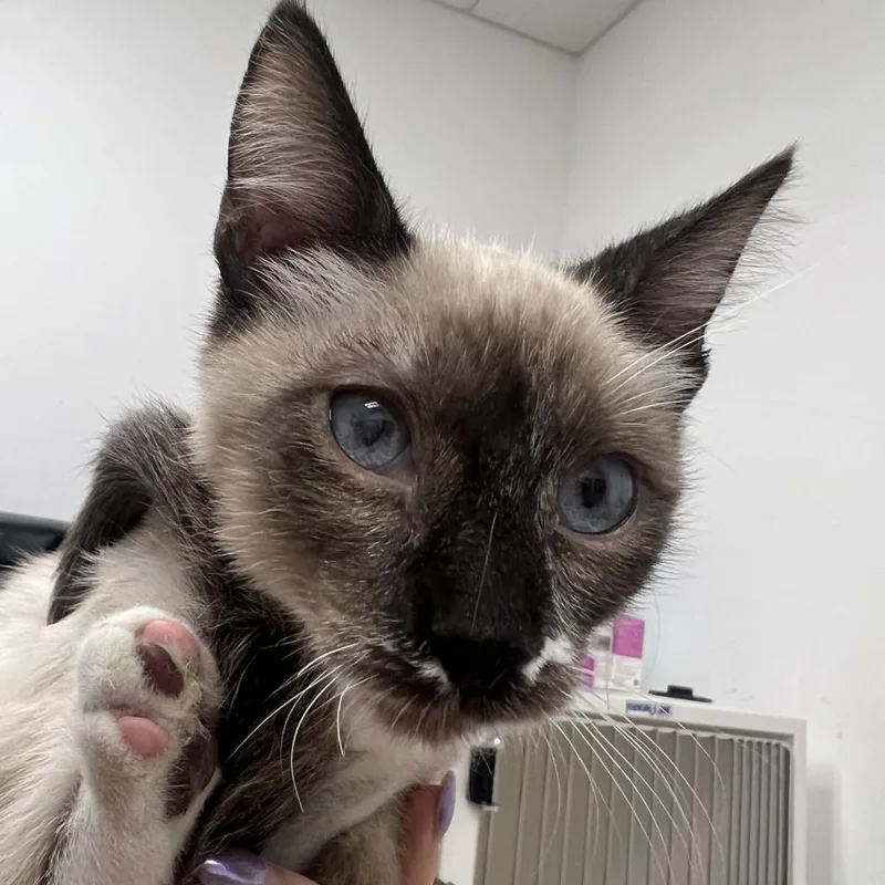 Thumbelina thumbnail 3