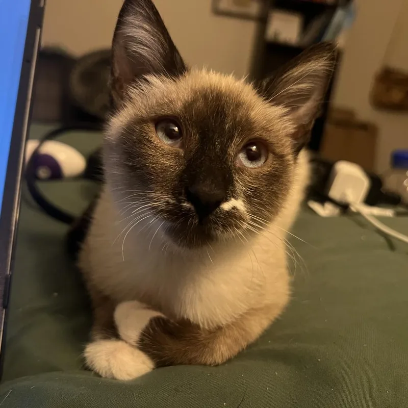 Thumbelina thumbnail 4