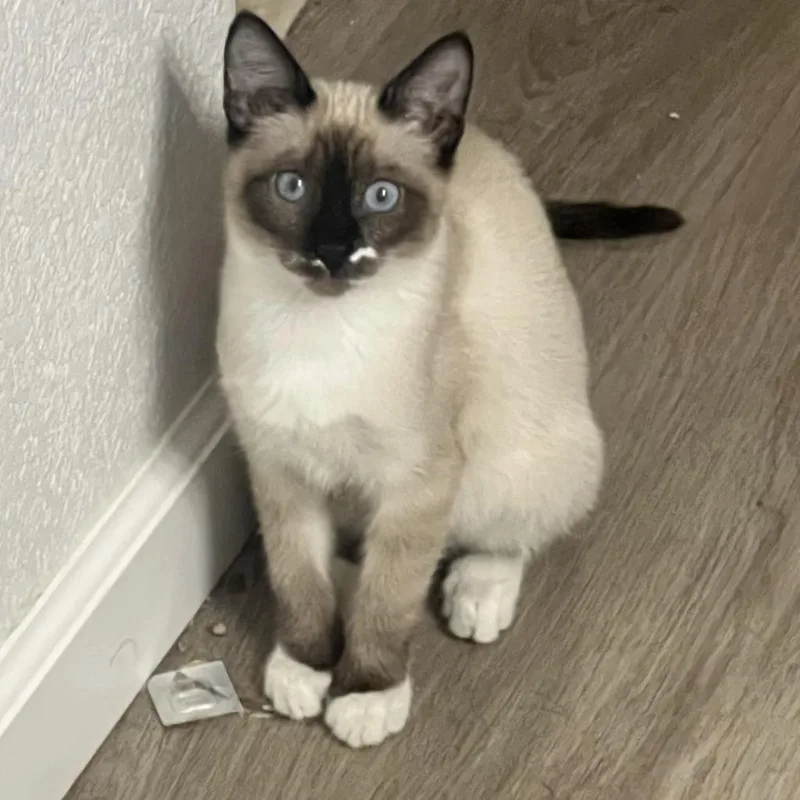 Thumbelina thumbnail 5