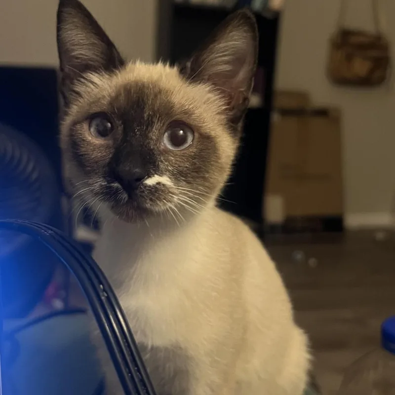 Thumbelina thumbnail 6