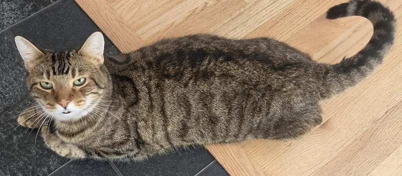 An adult medium-sized male Domestic Short Hair cat named Taloo for adoption in Reston, VA